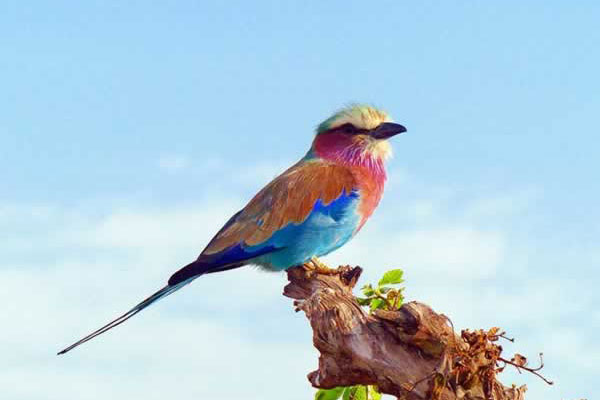 Lilac breasted roller 818021_640
